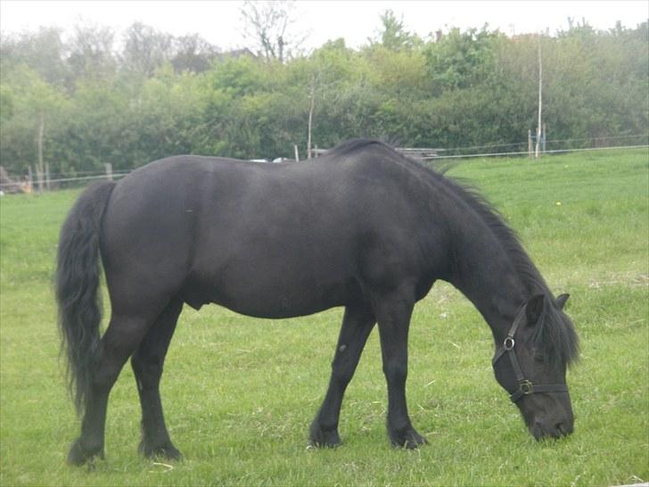 Anden særlig race Thor billede 7