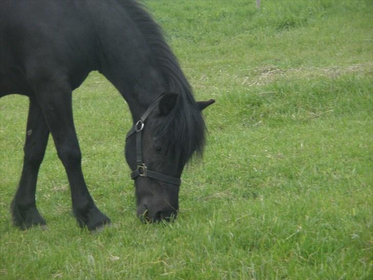 Anden særlig race Thor billede 8