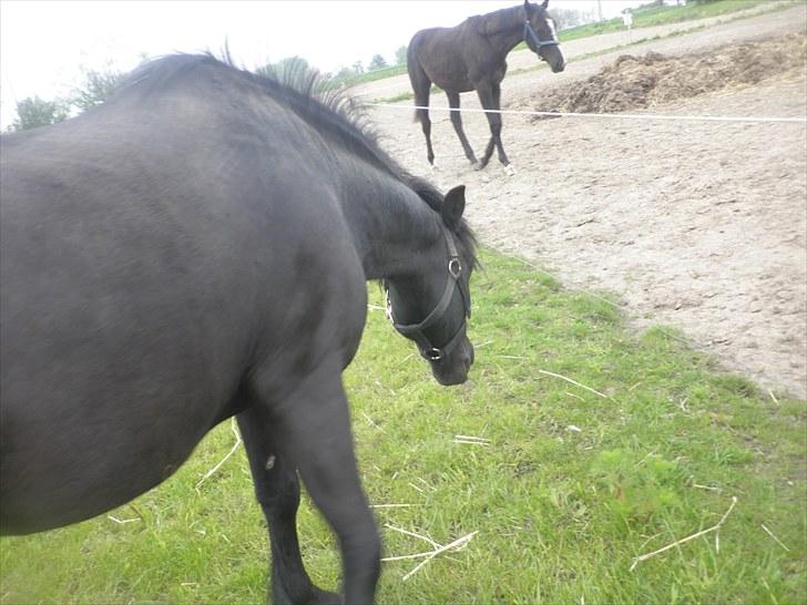 Anden særlig race Thor billede 9