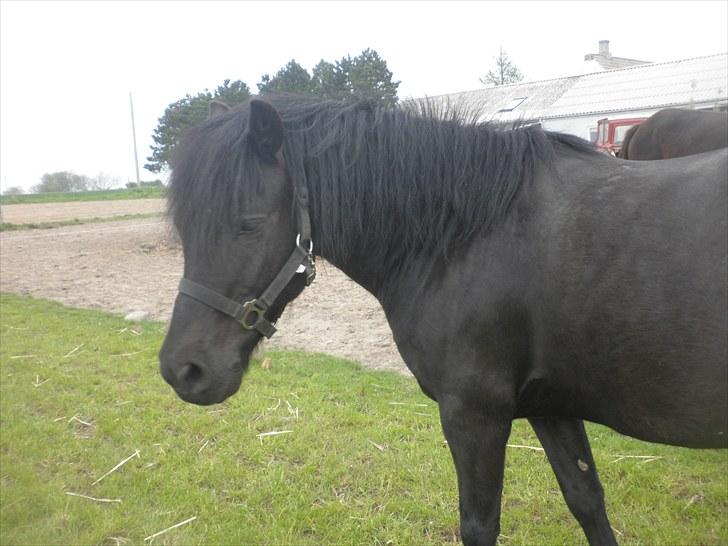 Anden særlig race Thor billede 10