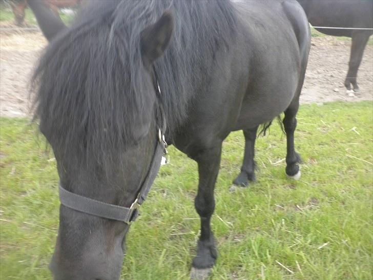 Anden særlig race Thor billede 11