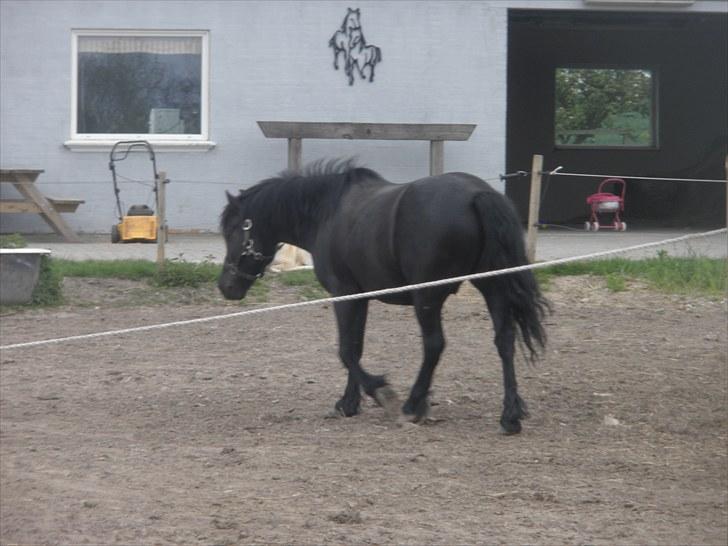 Anden særlig race Thor billede 12