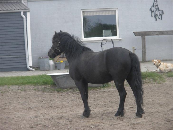 Anden særlig race Thor billede 13