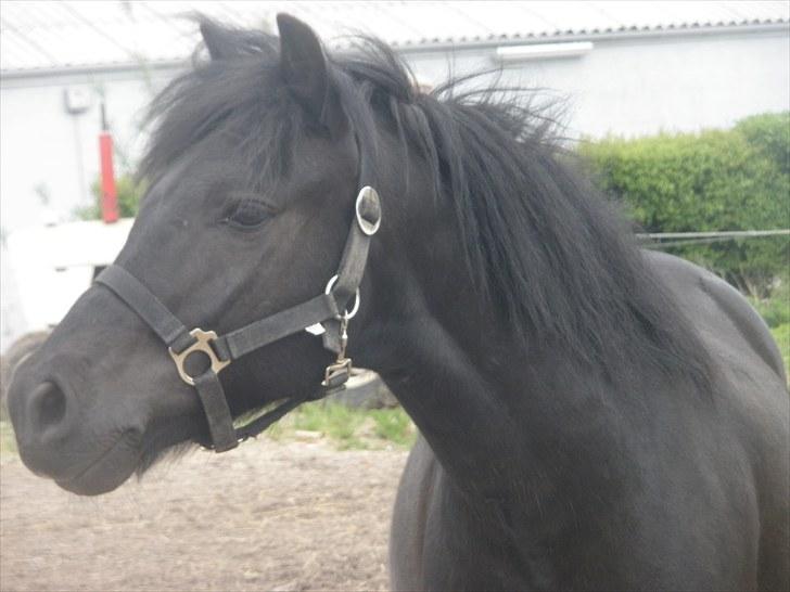 Anden særlig race Thor billede 14