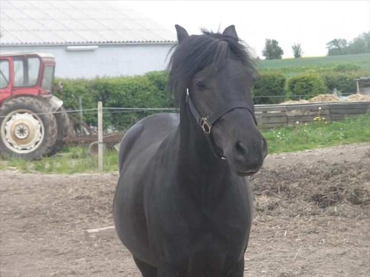 Anden særlig race Thor billede 15