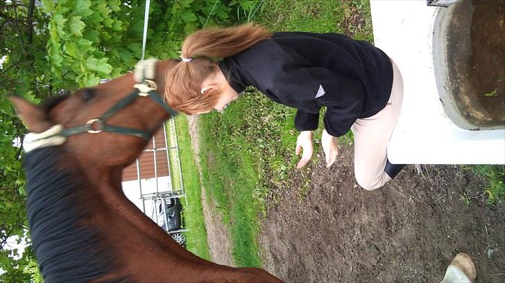 Holstener Sir Sirocco - Du er den dejligste roligste og smukkeste hest jeg nogensinde har set. billede 16