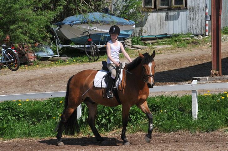 Anden særlig race Vestervangs Ib  - Glemmer ALDRIG den sommer!
<3 billede 5