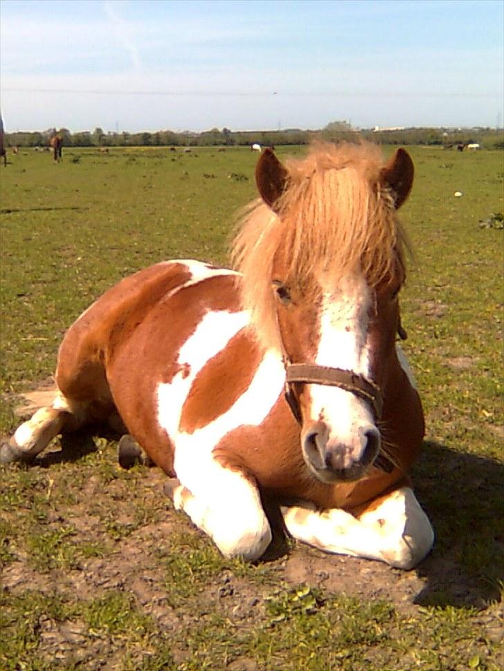 Shetlænder Futte (tidl. redet) - Futte ligger på marken og jeg kunne faktigs gå hen og snakke med ham:-D billede 12