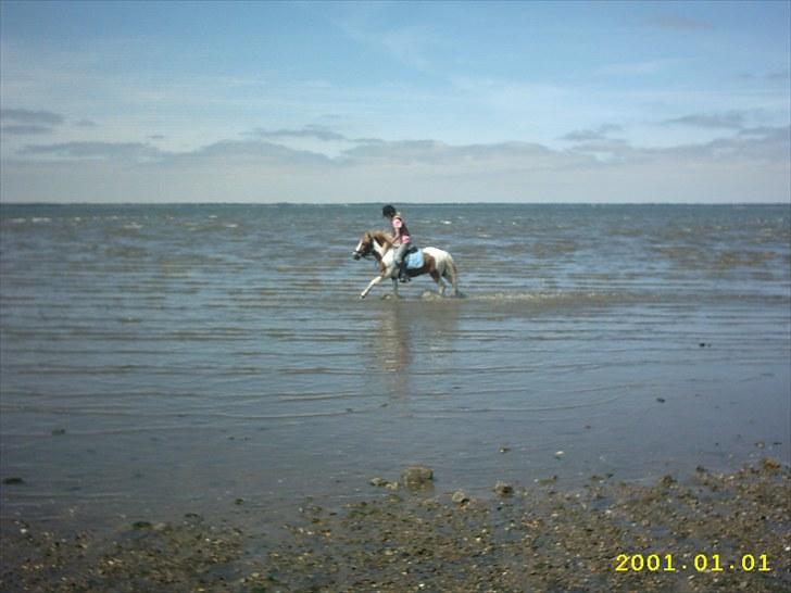 Shetlænder Futte (tidl. redet) - på stranden og galopere lidt :-D sjovt billede 13