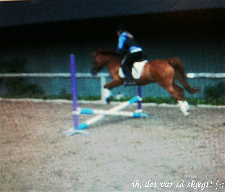 Arabisk fuldblod (OX) Gomir ox 2763 billede 7