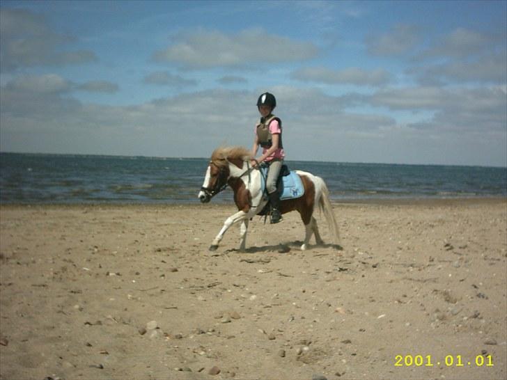 Shetlænder Futte (tidl. redet) - futte-mand på stranden og jorde lidt:-D<3 billede 14