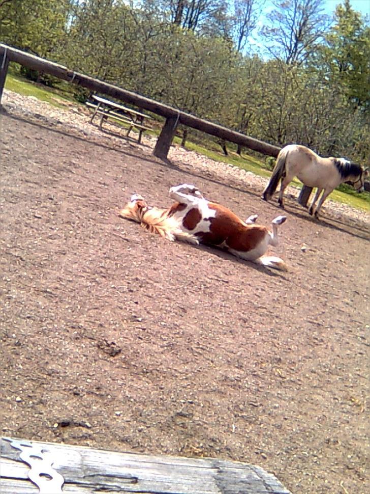 Shetlænder Futte (tidl. redet) - godt med en lille rulle tur:-D billede 15