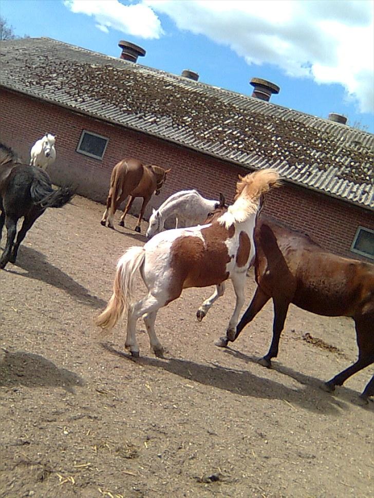 Shetlænder Futte (tidl. redet) - leger og driller maddox lidt :-D billede 16