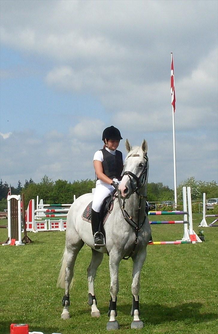 Tysk Oldenburger Certina   - Premieoverrekkelse 2plads LC billede 12