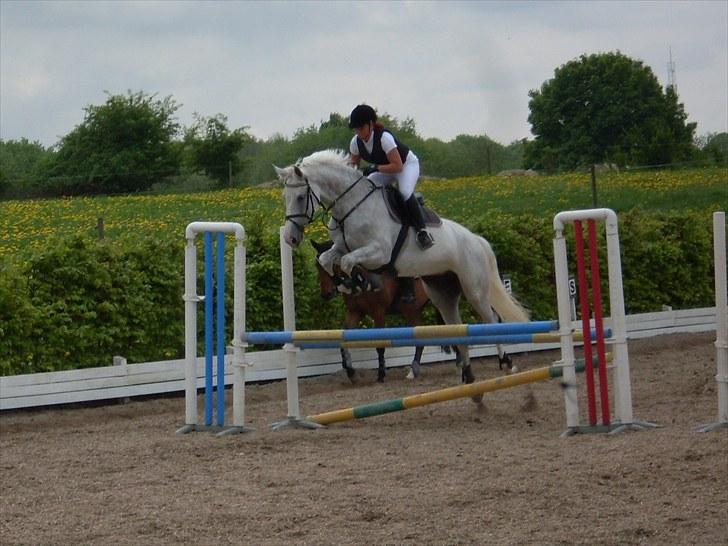 Tysk Oldenburger Certina   - Opvarming :D  billede 13