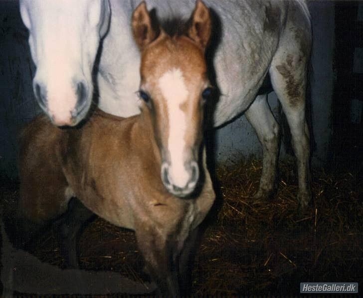 Welsh Pony (sec B) Bohemo Idol (Solgt) - Idol som lille baby-pony <´3 billede 16