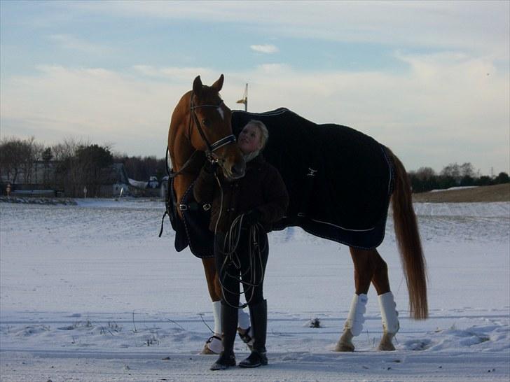 Dansk Varmblod Sion Lightfoot<3 - :-* billede 6