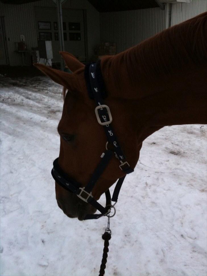 Dansk Varmblod Sion Lightfoot<3 billede 7