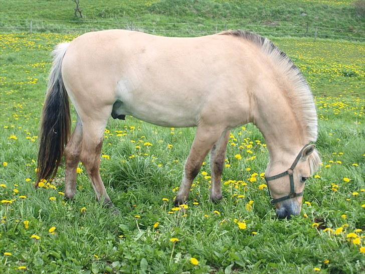 Fjordhest Hannibal billede 2