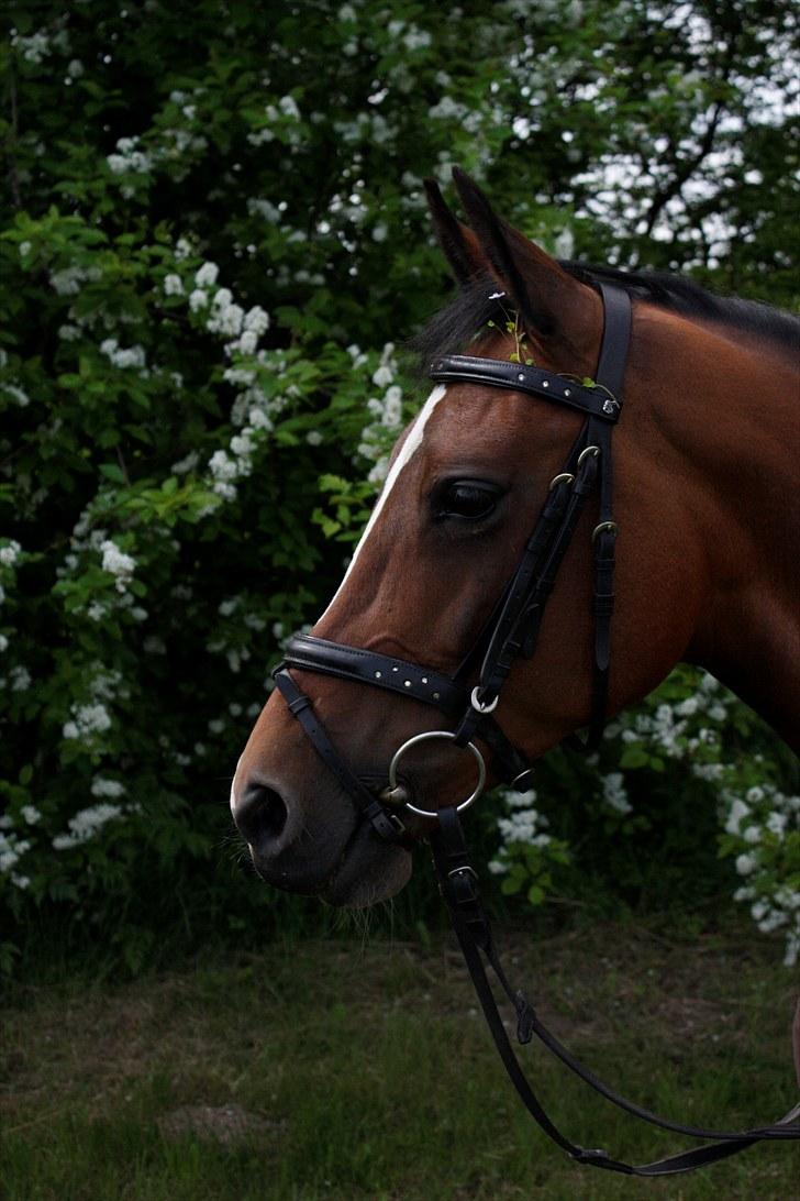 New Forest Kimbell P  - Fotograf: Kiki Ryder billede 15