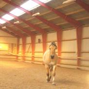 Fjordhest Speedy! (Solgt) :((