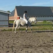 Anden særlig race Titus