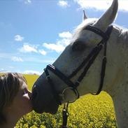 Sportsaraber (A) Filip