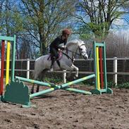 Welsh Pony (sec B) Langagers Flicka