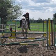 Welsh Pony (sec B) Langagers Flicka