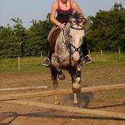 Hollandsk Varmblod Hedley's Boy Delgardo