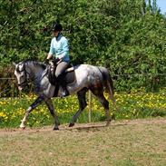 Hollandsk Varmblod Hedley's Boy Delgardo