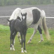 Barockpinto mona lisa