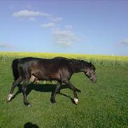 Traver Kildens Josephine Bøg