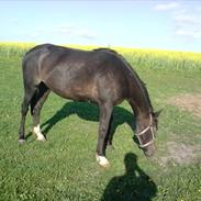 Traver Kildens Josephine Bøg