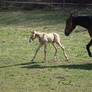 Palomino Østerhov's Blue Star