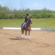 Dansk Varmblod Skikkilds Welthene *RDS og B-hest*