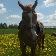 Dansk Varmblod  Lapaloma (solgt)