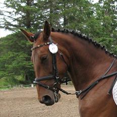 Anden særlig race  Købstrups Athene << Solgt >>