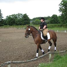 Anden særlig race  Købstrups Athene << Solgt >>