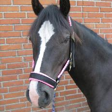 Welsh Cob (sec D) Frenderupgårds Jackson