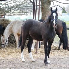 Welsh Cob (sec D) Frenderupgårds Jackson