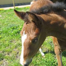 Dansk Varmblod Henna Divine