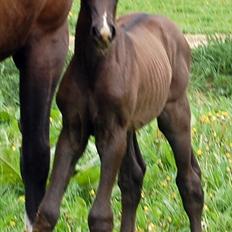 Dansk Varmblod Højgårds De-Siba