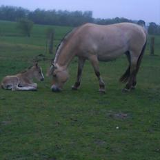 Anden særlig race Søgaard's Rinse