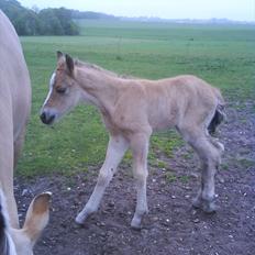 Anden særlig race Søgaard's Rinse