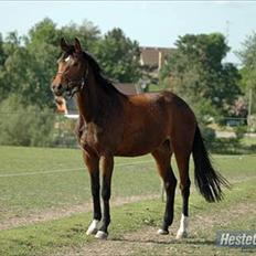 Dansk Varmblod Fiona (solgt)