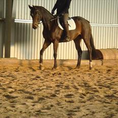 Dansk Varmblod Fiona (solgt)