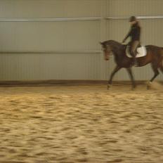 Dansk Varmblod Fiona (solgt)