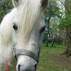 Anden særlig race Merrylegs