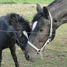 Anden særlig race Zido Tex R.I.P.